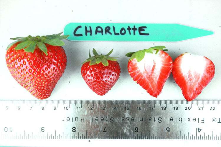 charlotte-strawberry