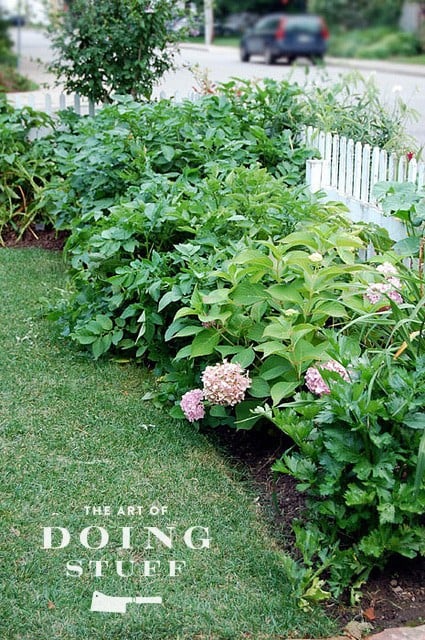 Pink hydrangeas will turn blue.