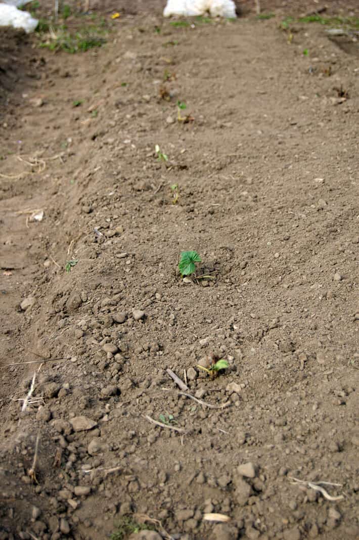 strawberry-patch-planted-2