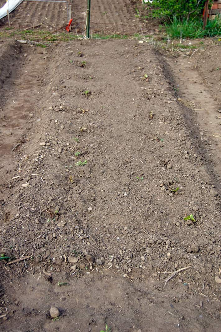 strawberry-patch-planted