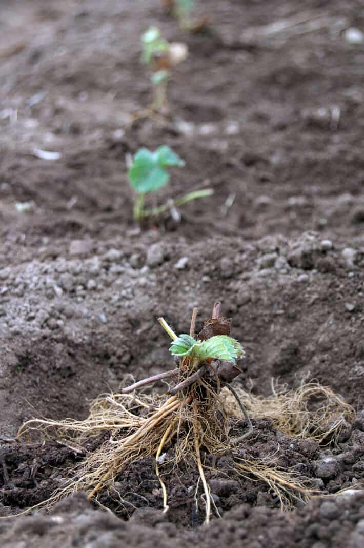 strawberry-plant-2