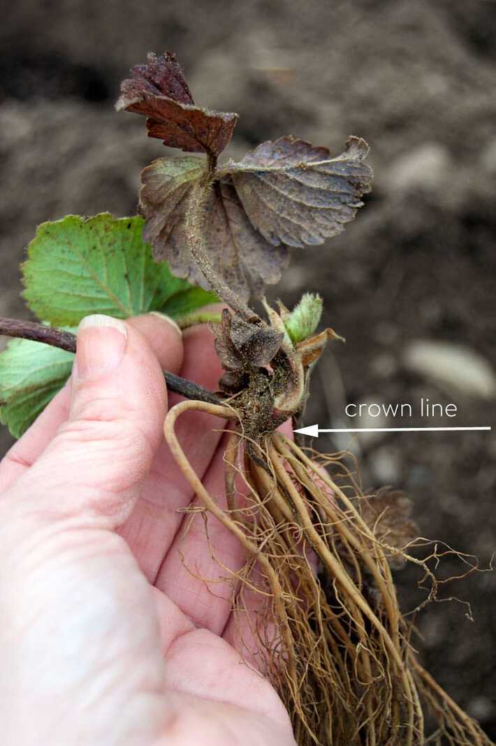 strawberry-plant