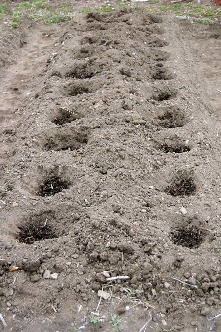 unplanted-strawberry-beds