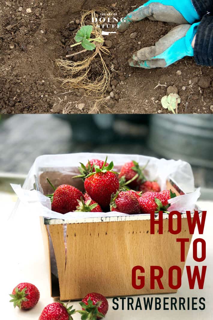 How to Grow Strawberries & Which Type Is The Best.