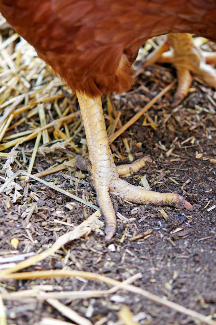 The anatomy of a chicken from tip to tail. Yellow shanked chicken legs stepping through straw and dirt.