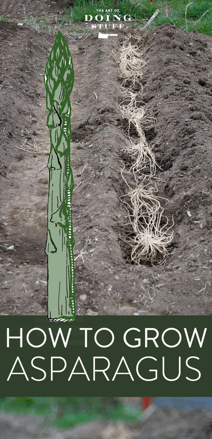 How to Plant Asparagus. Now\'s the Time!