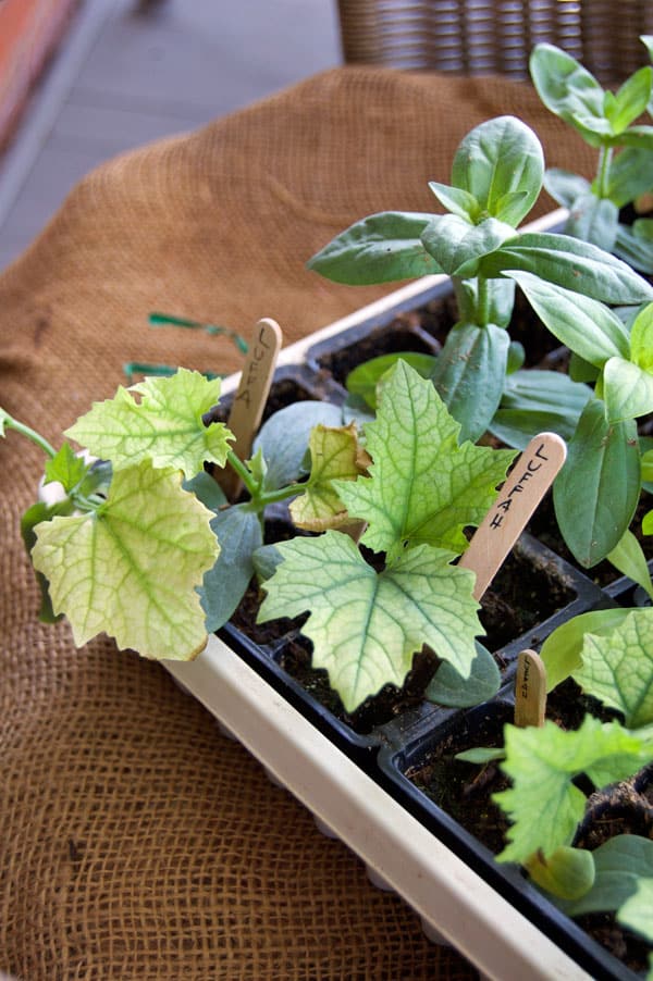 Loofah seedlings grown at home.