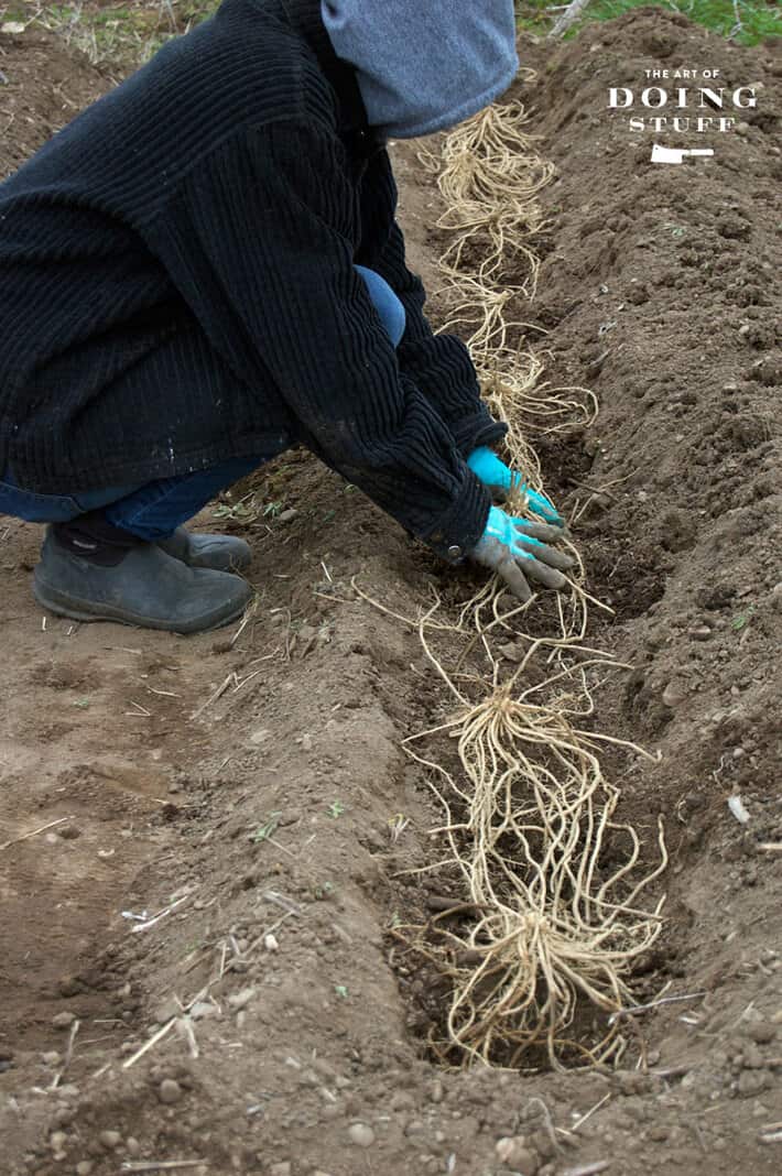 planting-asparagus