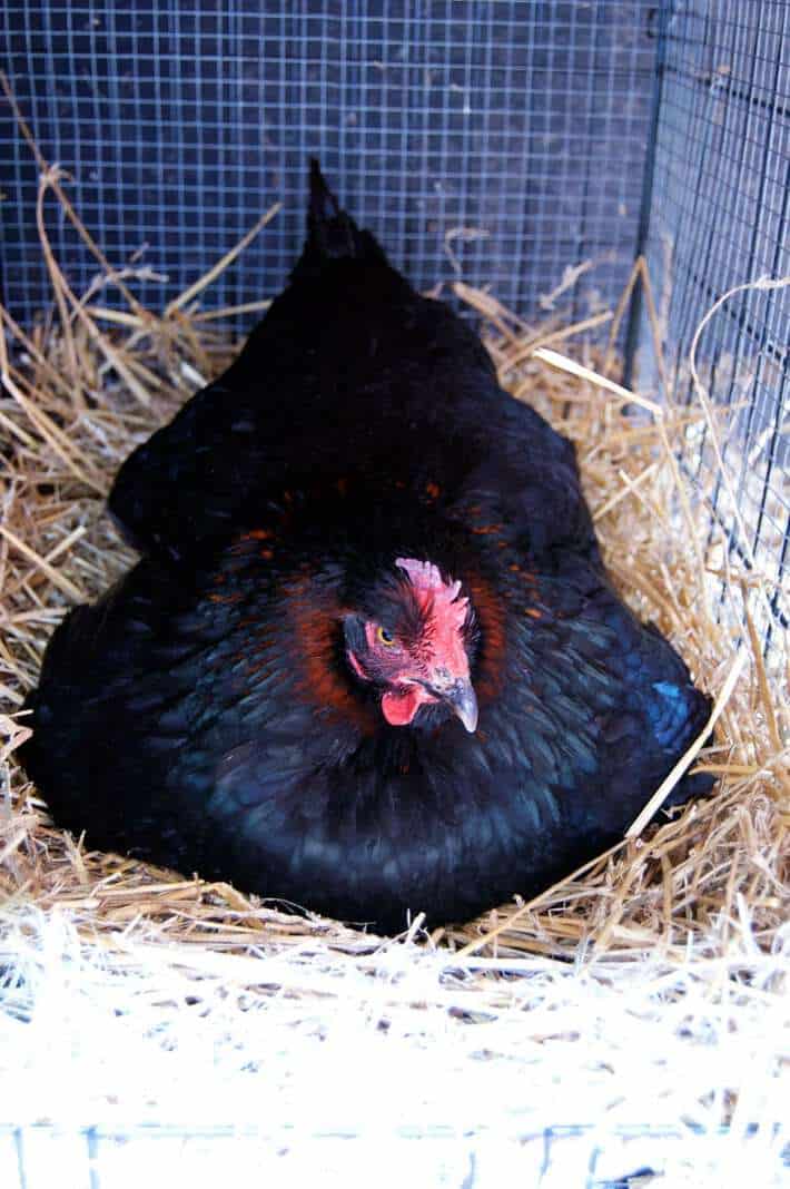 Signs to help you recognise a broody hen - COPELE