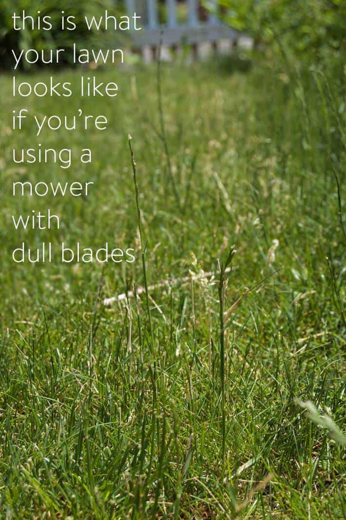 Browned grass tips and tough stems that haven't been cut because of dull push mower blades.