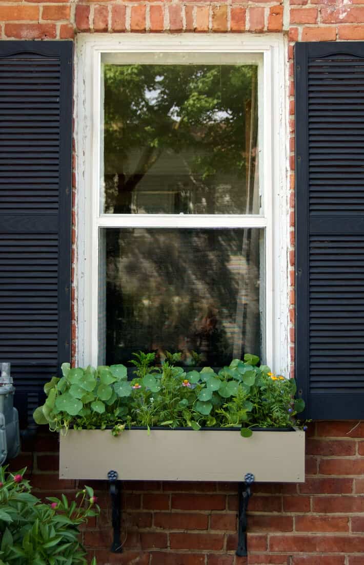 Windowbox with nasturtiums under window.