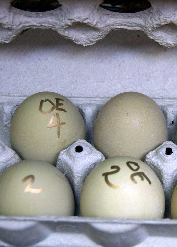 eggs