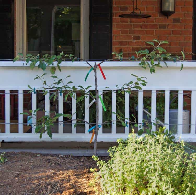 Young apple espalier against white porch.
