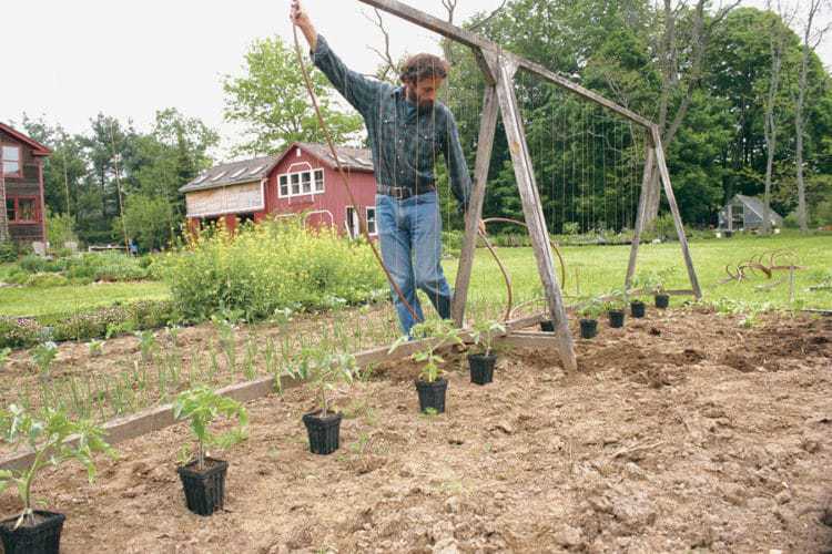 The best way to stake tomatoes is with a string. A frame shaped string trellis structure.