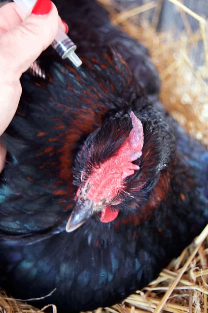 mite-control-on-broody-hen