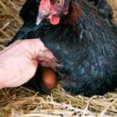 JOSEPHINE IS HATCHING EGGS & NEARLY DOES A SOMERSAULT.