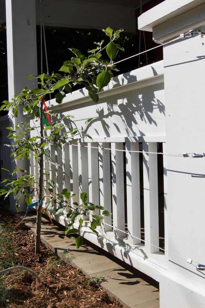 Young espaliered apple tree fixed to front porch with wire system.
