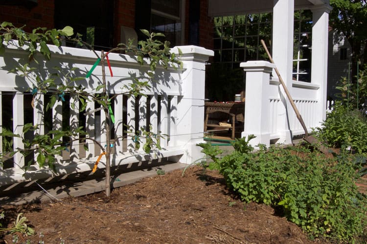 Newly planted apple espalier trees on white front porch.
