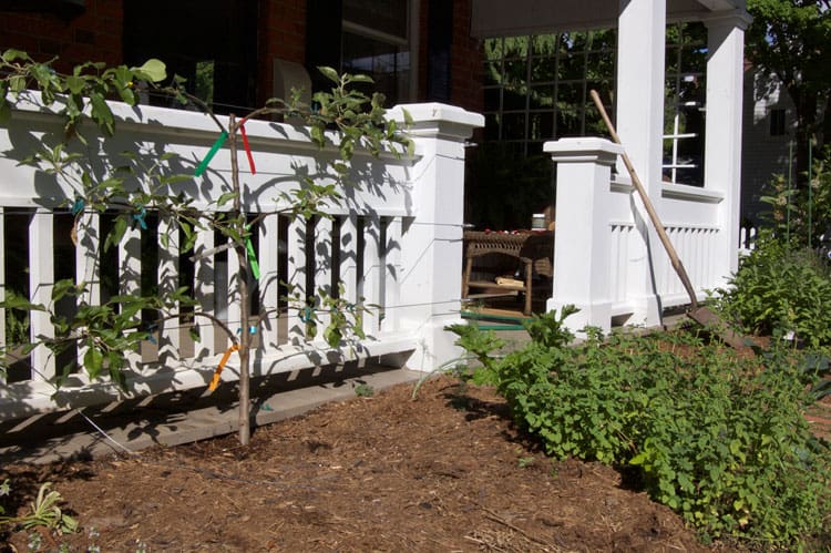 side-view-espalier