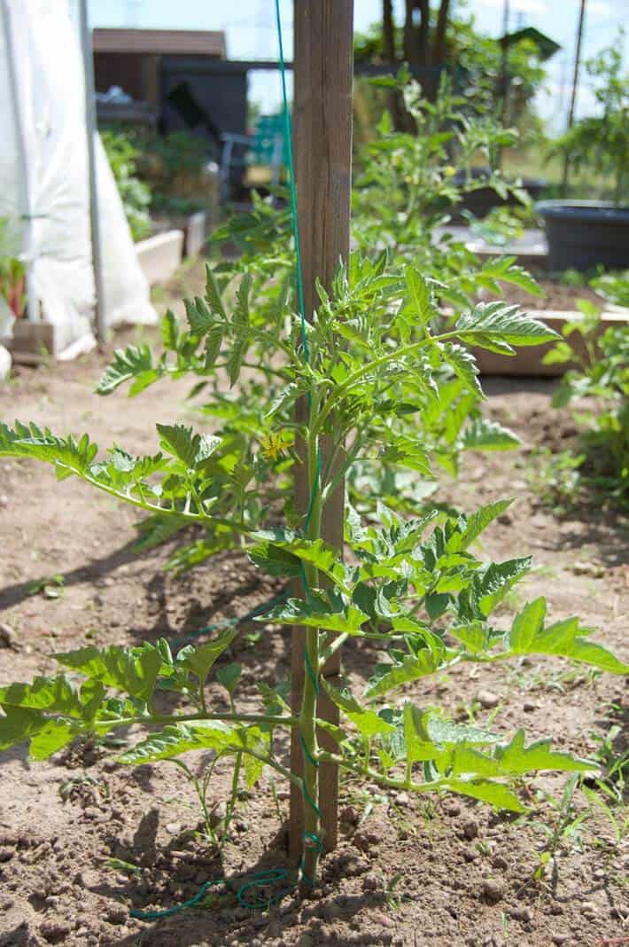 A bright green tomato plant twisted around a green poly string that supports it.