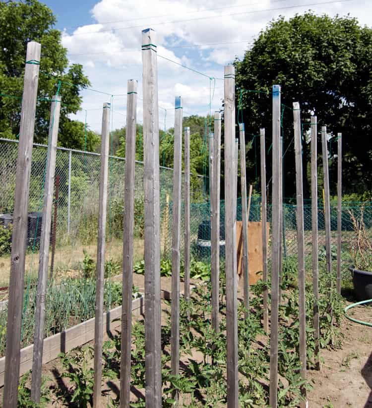 Using the string method to grow tomatoes in a large garden on a summer day.