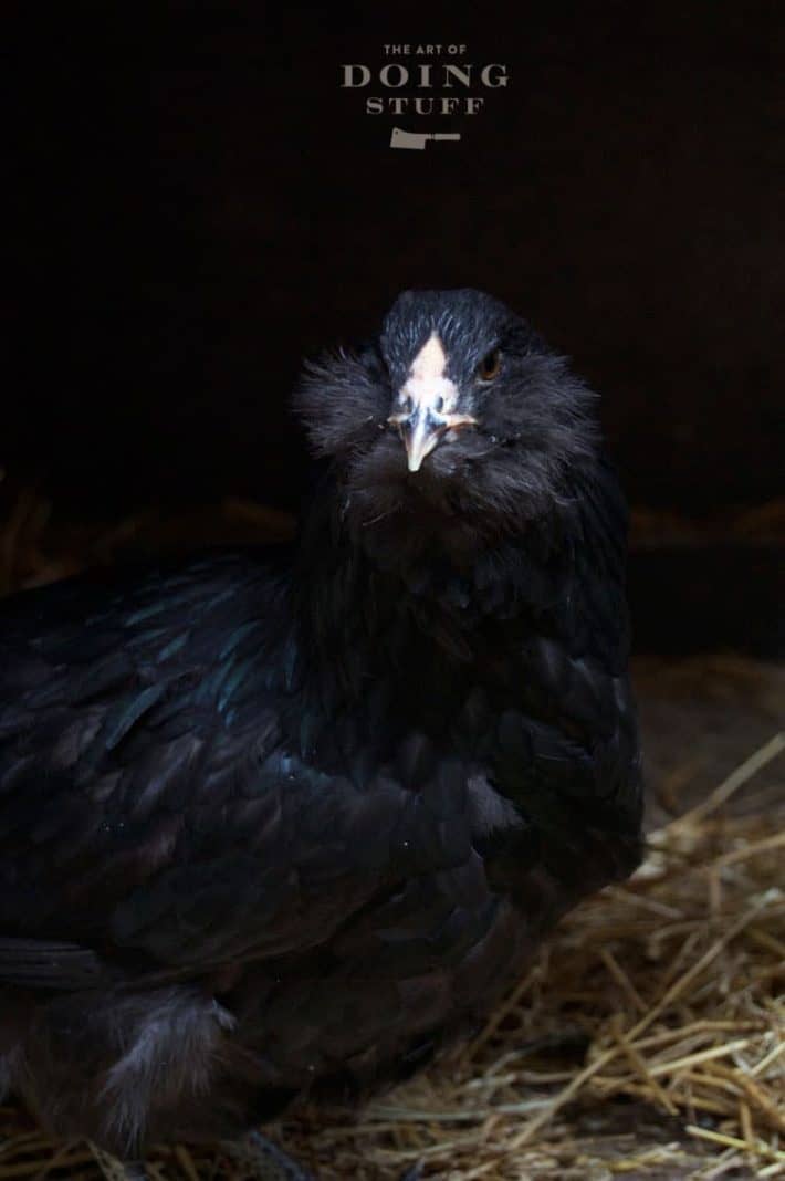 Beauty shot of a black Ameraucana pullet.