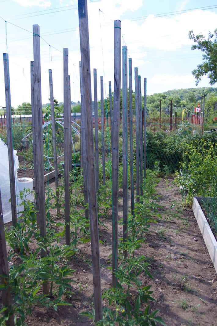 The best way to stake tomatoes is with a string. 3 rows of tomato plants grown without cages, using the string method instead, 18" apart in a large garden.