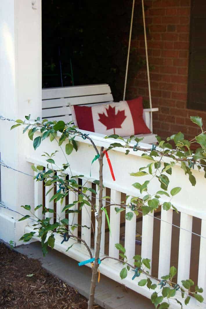 Espalier apple tree on white porch with Canada pillow in background.
