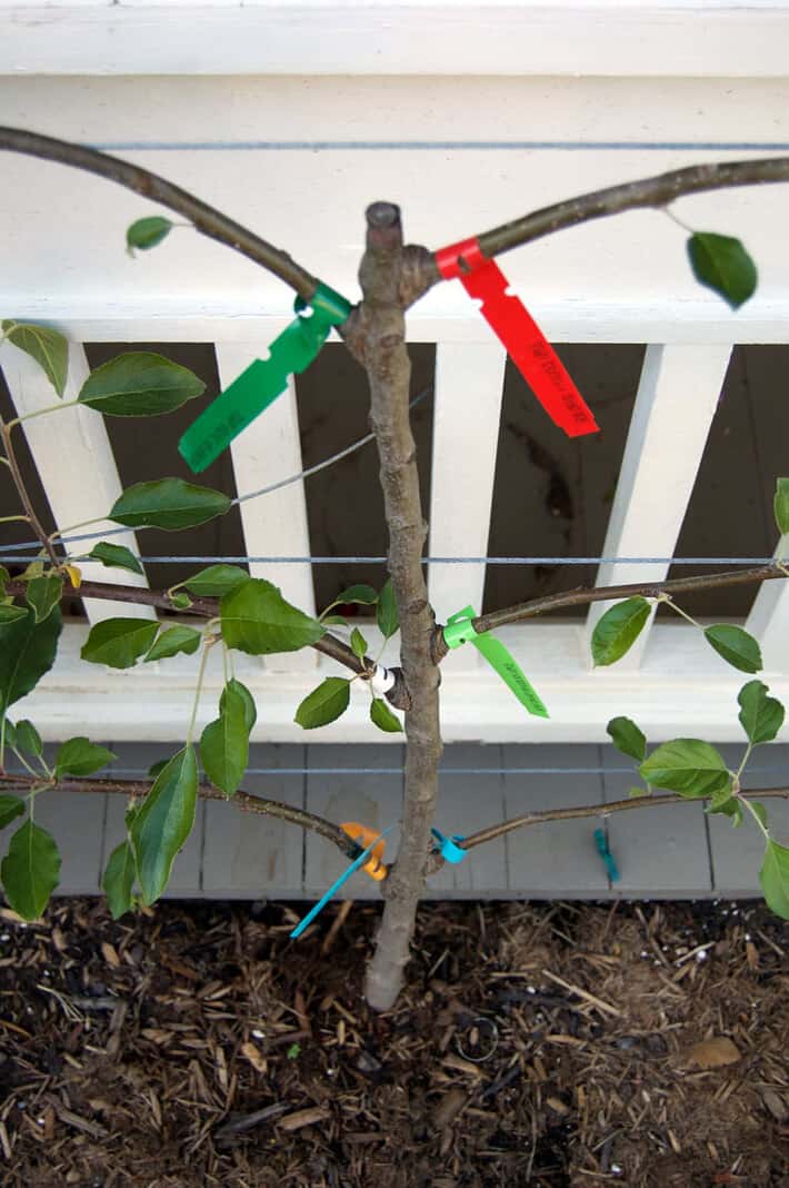 Espalier apple tree with 6 grafted branches.