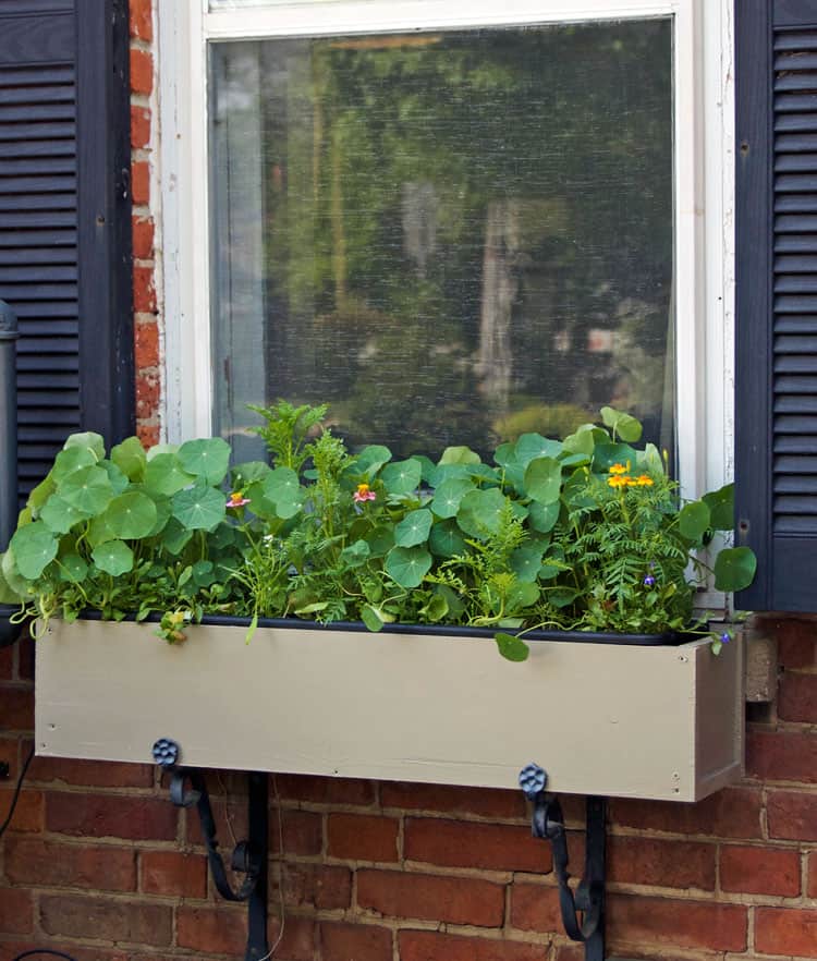 window-box-2