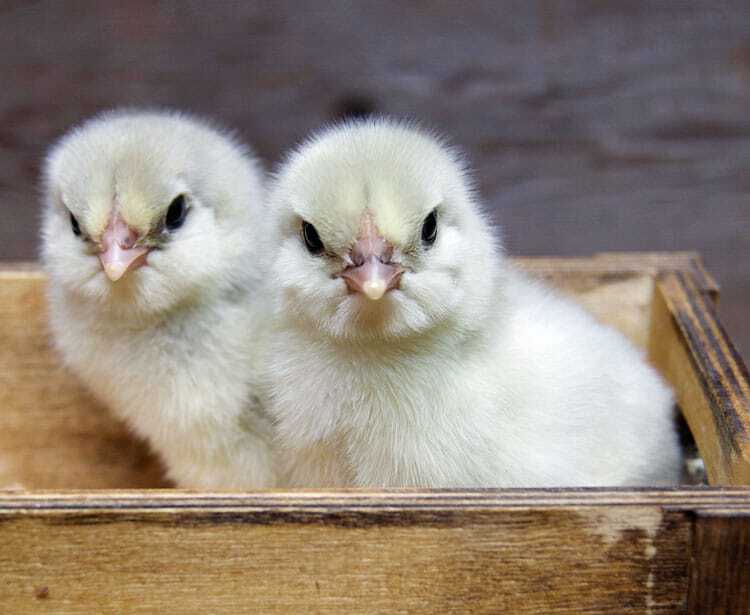 Two, 5 day old yellow chicks in a small wood crate. Pretty much the cutest thing in the world.