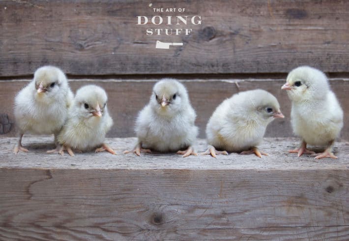 5 day old chicks in a row on barnboard.