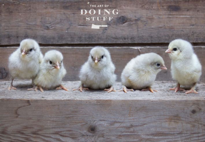 How to sex a chick using 3 different methods. 5 day old chicks in a row on barnboard.