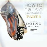 HOW TO RAISE A MONARCH BUTTERFLY.  PART V.