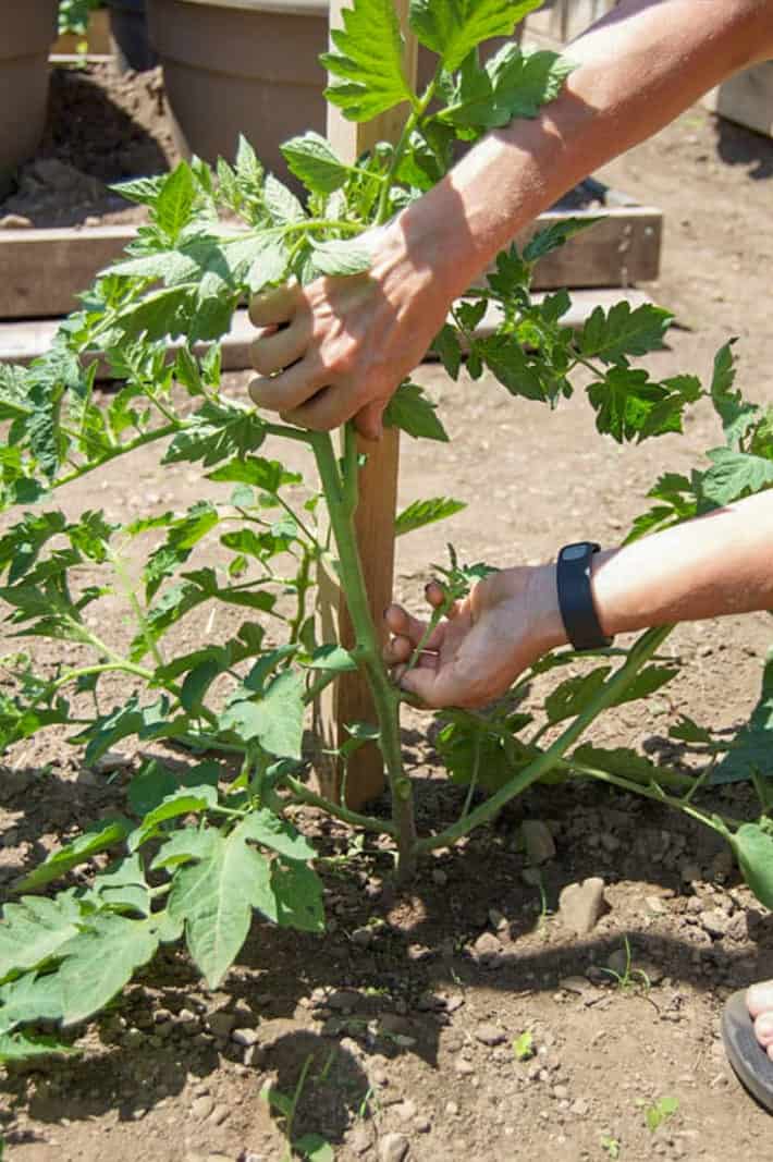 Pinching off a tomato sucker.