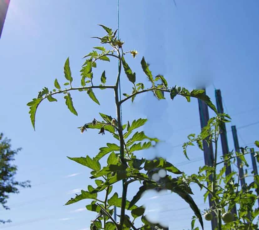 Training tomatoes on a string trellis