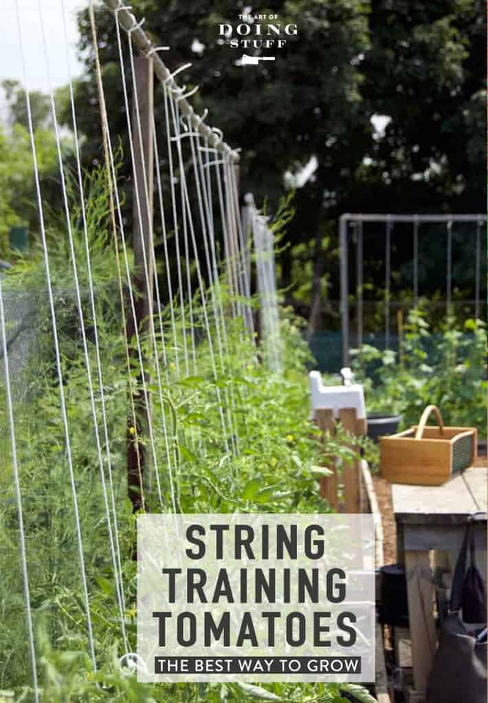 How to String Train Tomatoes - New Way to Stake Tomatoes