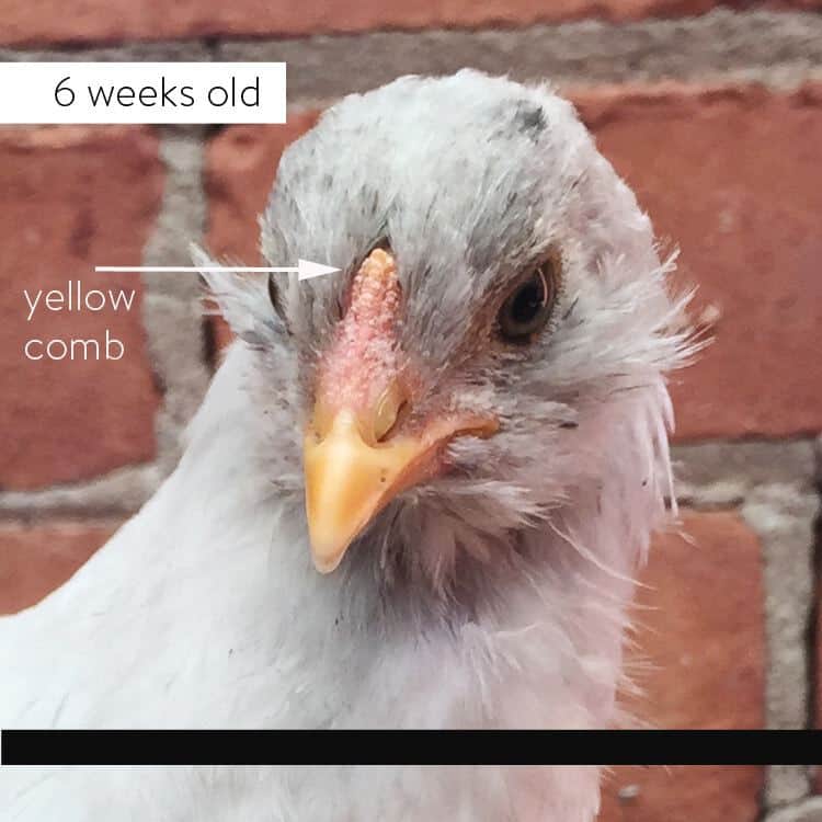 6 week old female Olive Egger with yellow comb and typical Ameraucana beard starting.