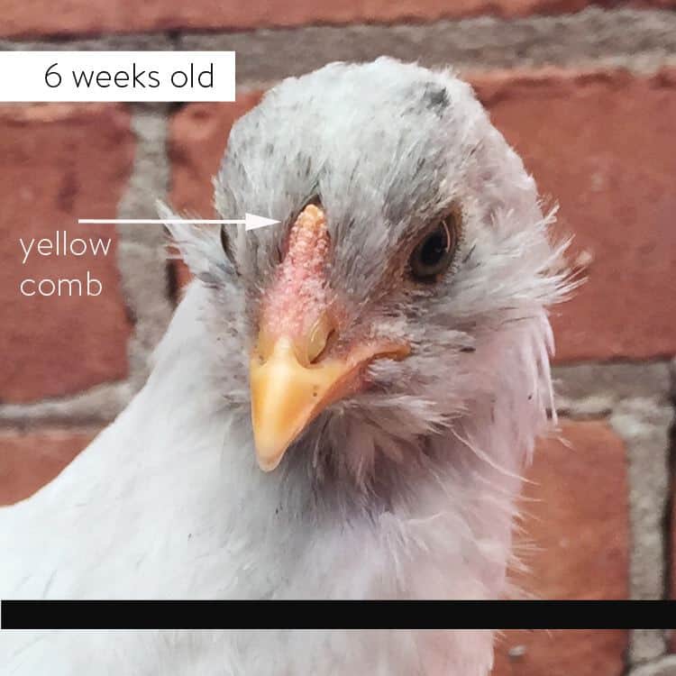 How to sex a chick using 3 different methods. 6 week old female Olive Egger with yellow comb and typical Ameraucana beard starting.