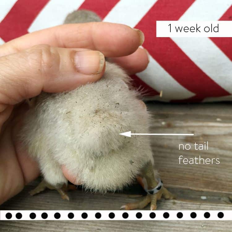 Fluffy bum of 1 week old easter egger chick with no tail feathers meaning it's probably a male.