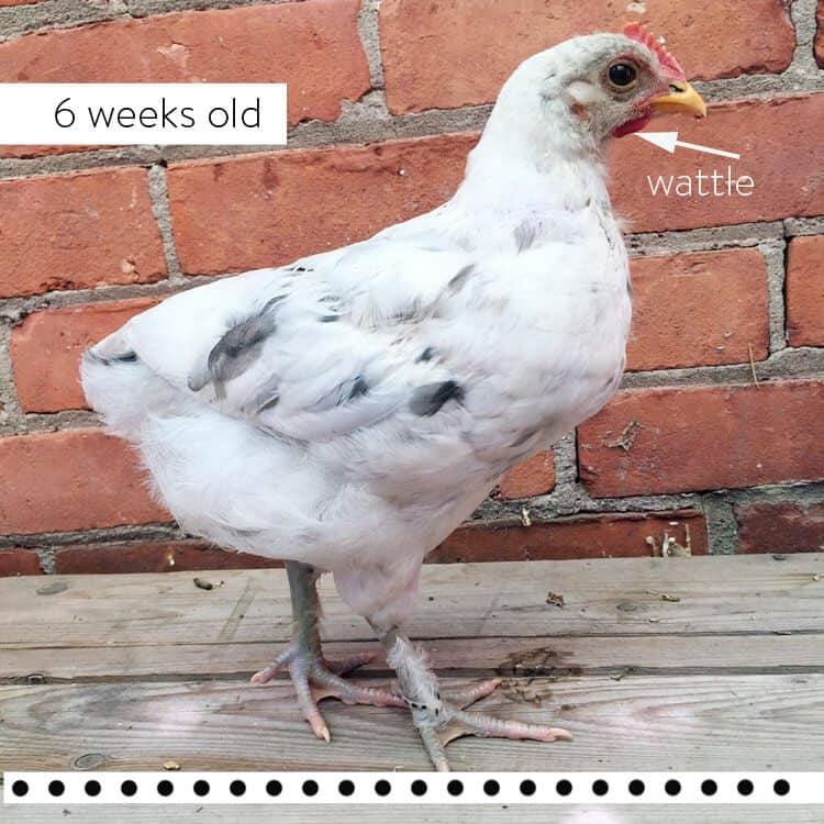 How to sex a chick using 3 different methods. Red comb and small wattle on 6 week old chicken showing signs of being a rooster.