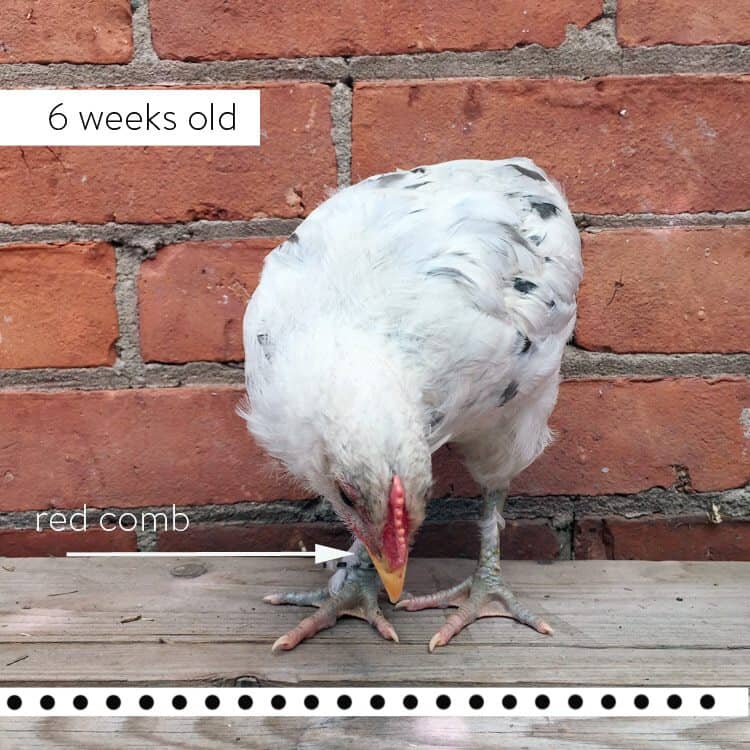 How to sex a chick using 3 different methods. 6 week old male splash olive egger.