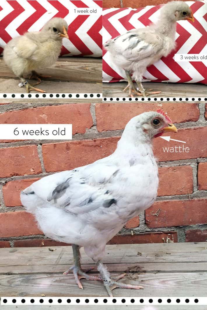 How to sex a chick using 3 different methods. Male Olive egger chick at 1, 3 and 6 weeks old.
