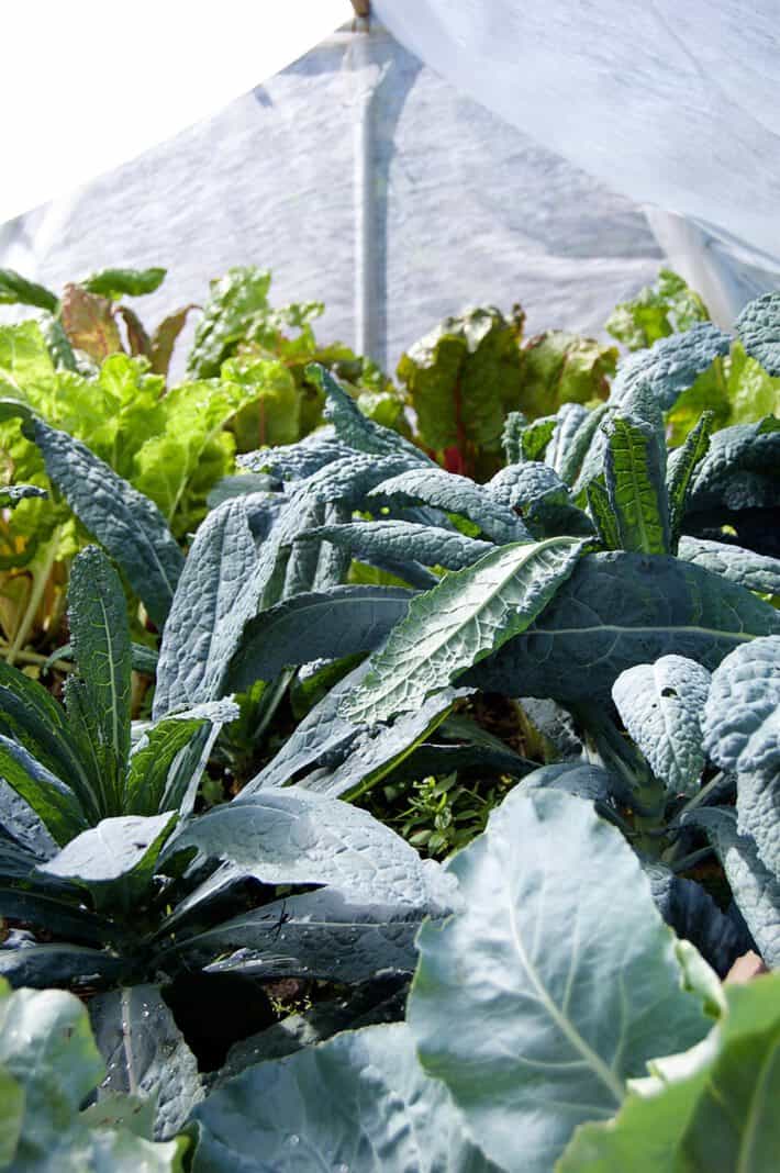 Hoop-house-inside