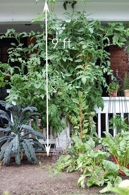 A sprawling 9' high tomato plant takes over the white front porch of a brick cottage.