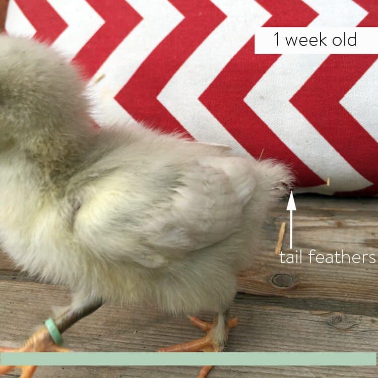 One week old chick with tiny tail feathers.