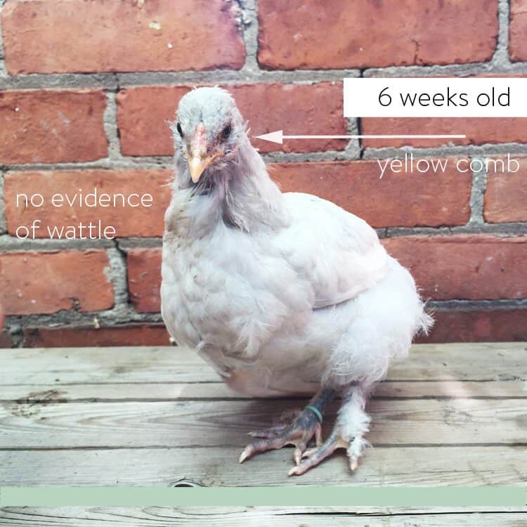 How to sex a chick using 3 different methods. Olive egger chick at 6 weeks that looks like a female due to no wattle and yellow comb.