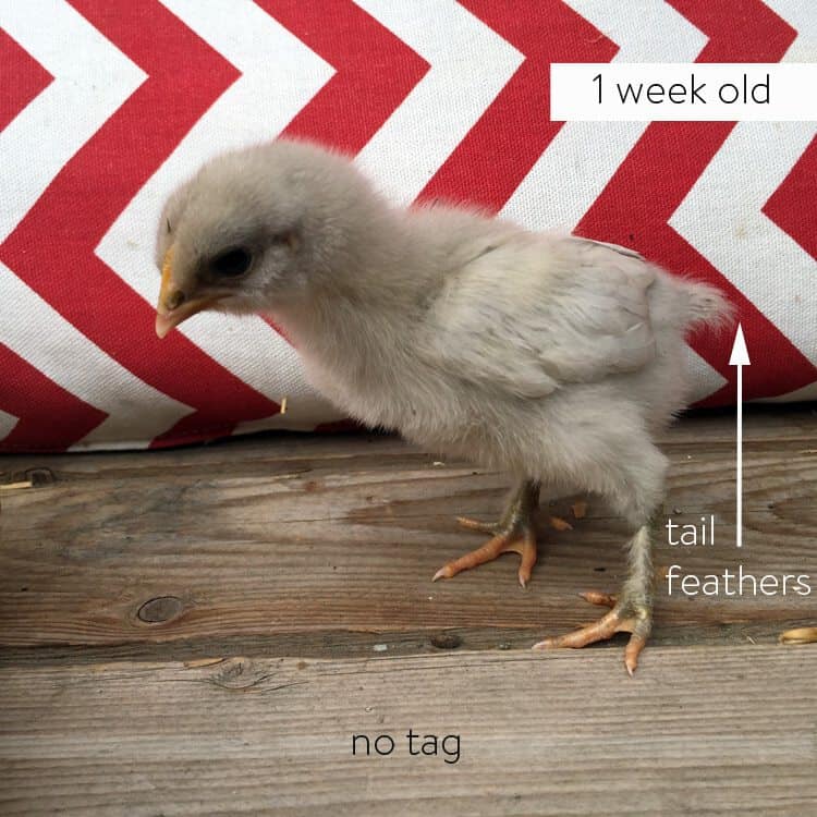 1 week old female olive egger chick.