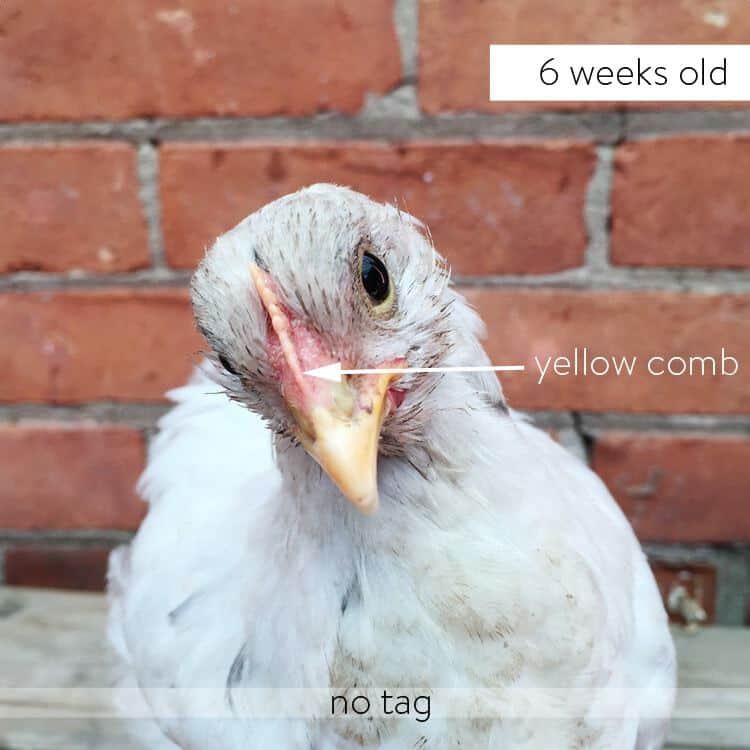 6 week old olive egger with yellow comb.