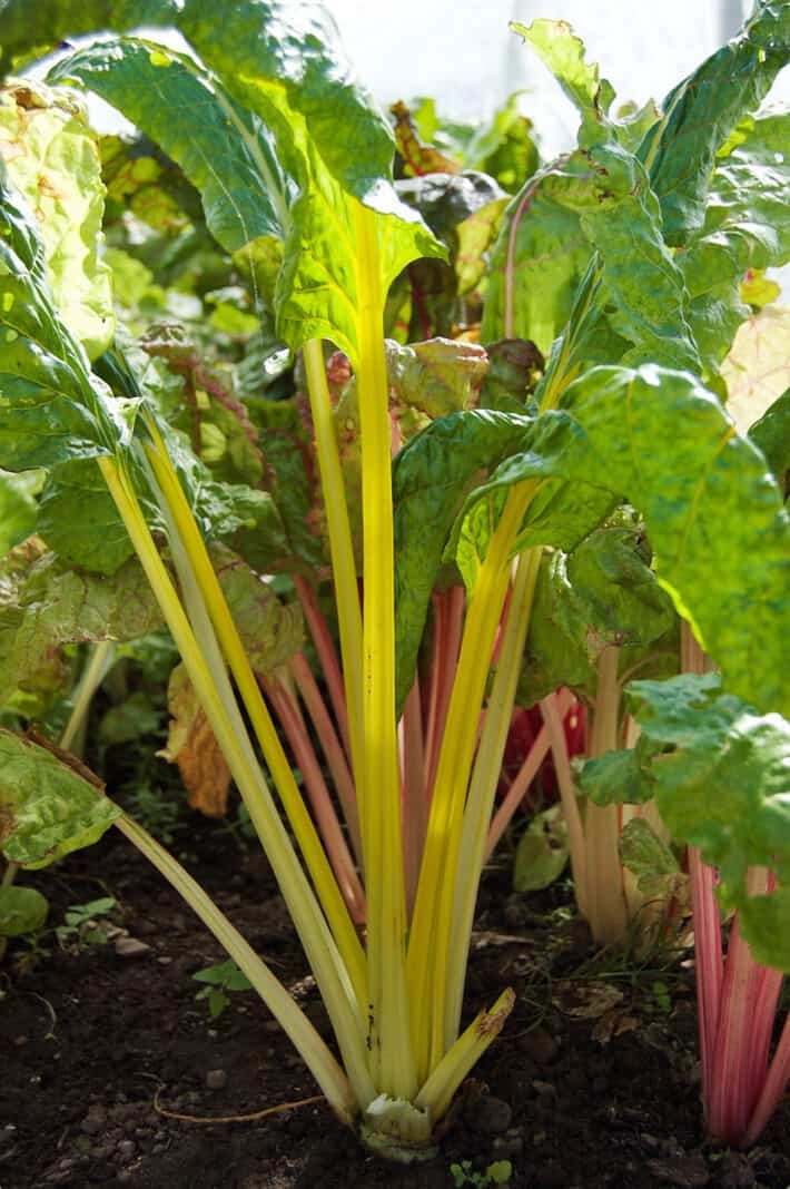 Swiss-chard